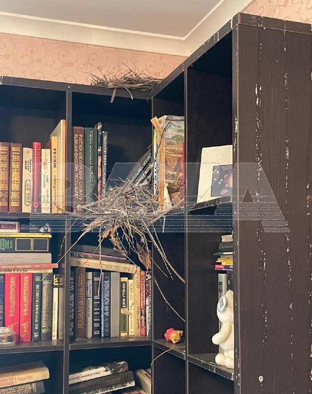 Голуби захватили квартиру жительницы Саратова, пока та была в отпуске.
За два месяца отсутствия жен