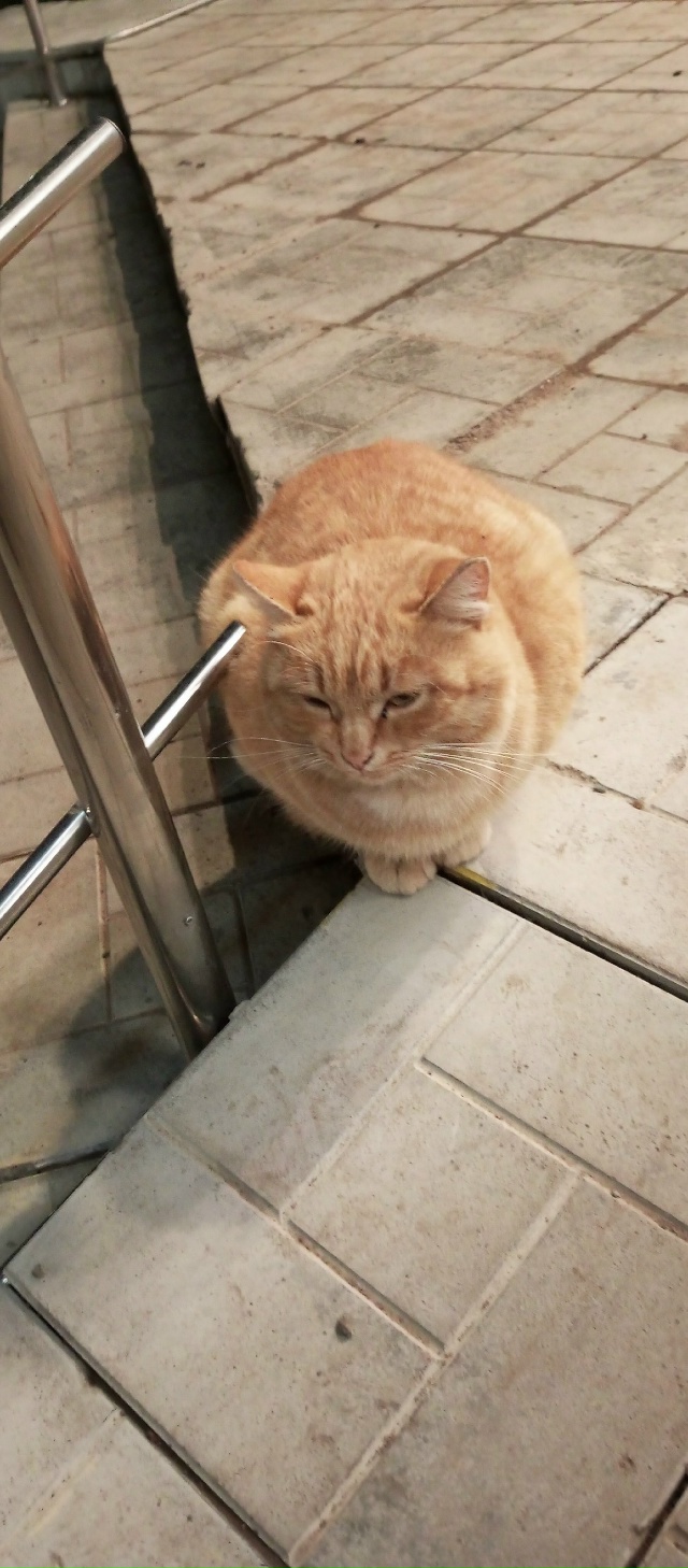 Красивый, ухоженный, добрый котик или потерялся или жд?...