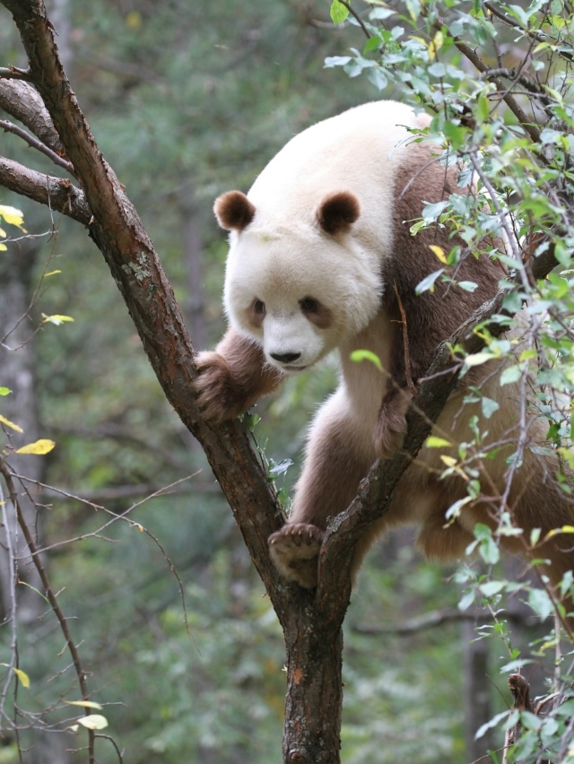 Цисай — не выдумка художника, а настоящая панда, будто ...