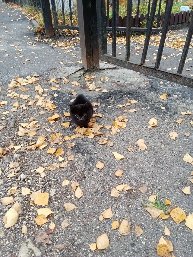 😔 Пропадают котята
Подкинули или вышли сами из садов,...