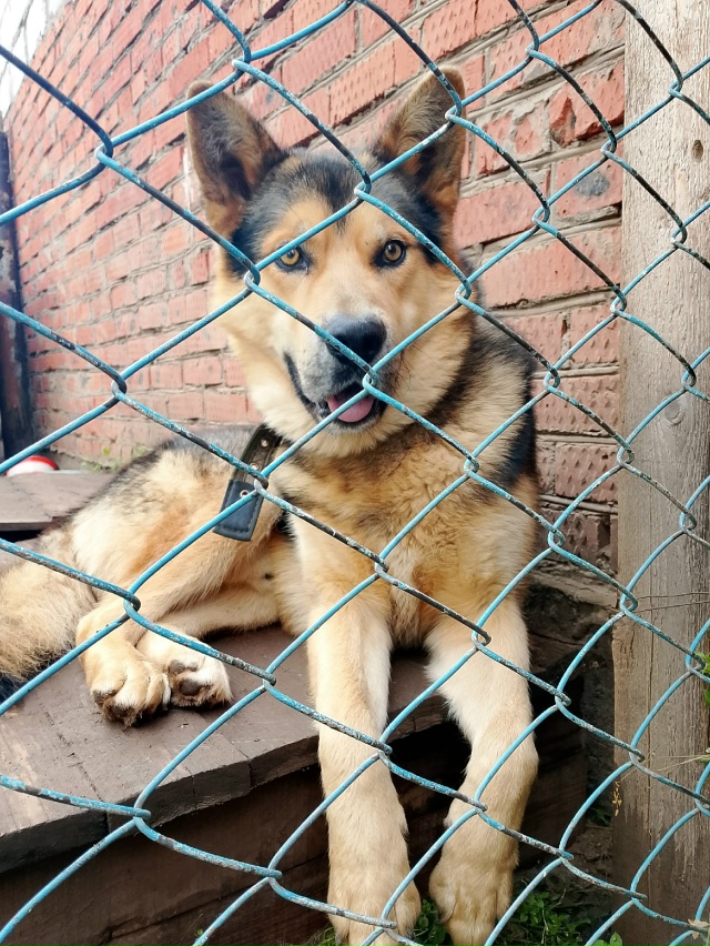 Потерялся кобель на притыке кличка Мишка . Просьба кто...