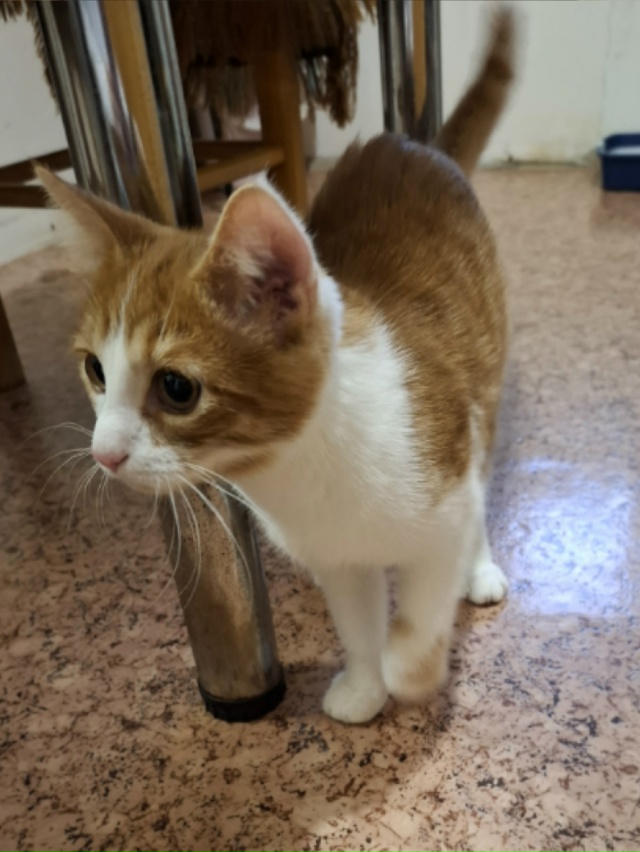 нашли кота, был рядом с истоком, решили приютить на вре?...