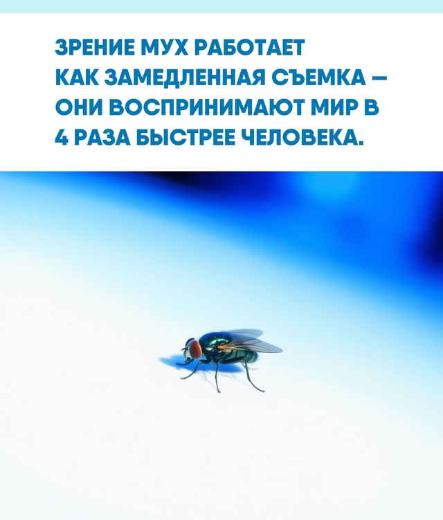 Природа наделила мух удивительной способностью воспр?...