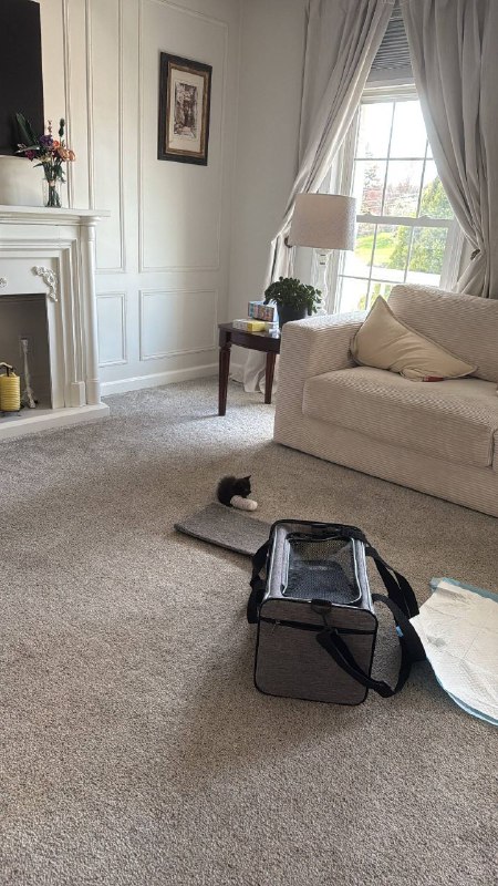 Он больше чем кот