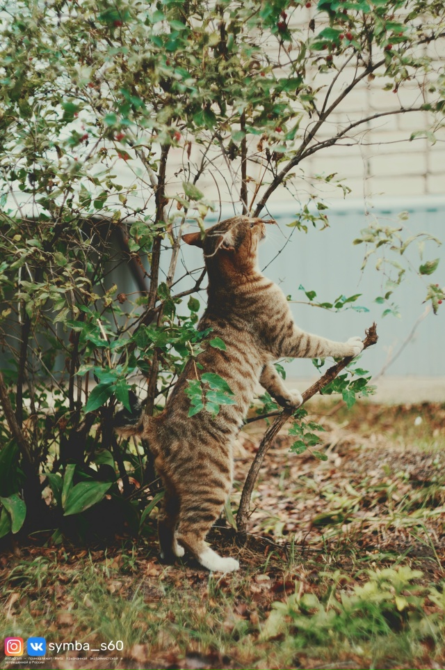 Встретил в Уральском такого красавчика 🐈
Не мог прой?...
