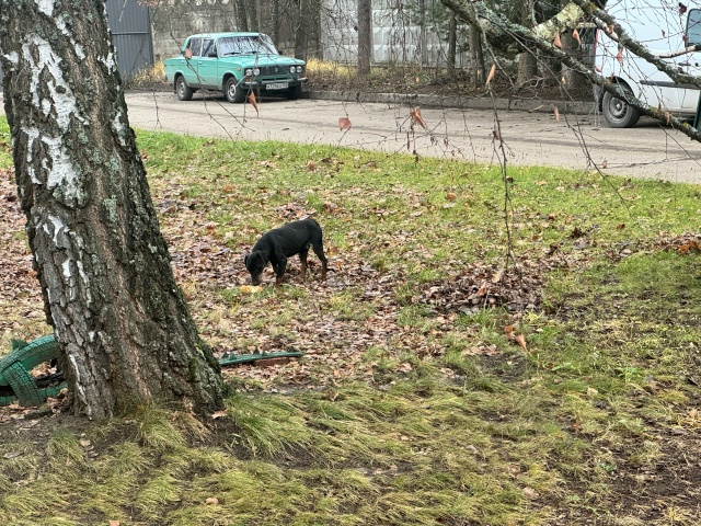 Прибилась собачка на базу, в Протвино. Похоже Ягд-терье...