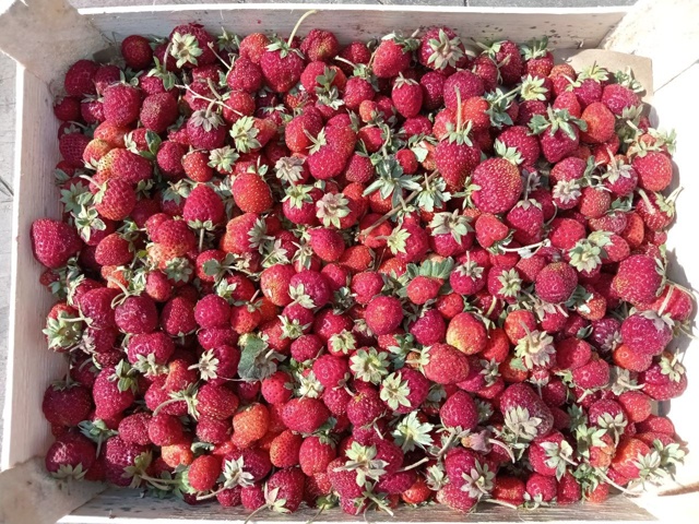 🍓 «Чёрный принц» снова в продаже!
Свежая клубника в ок...