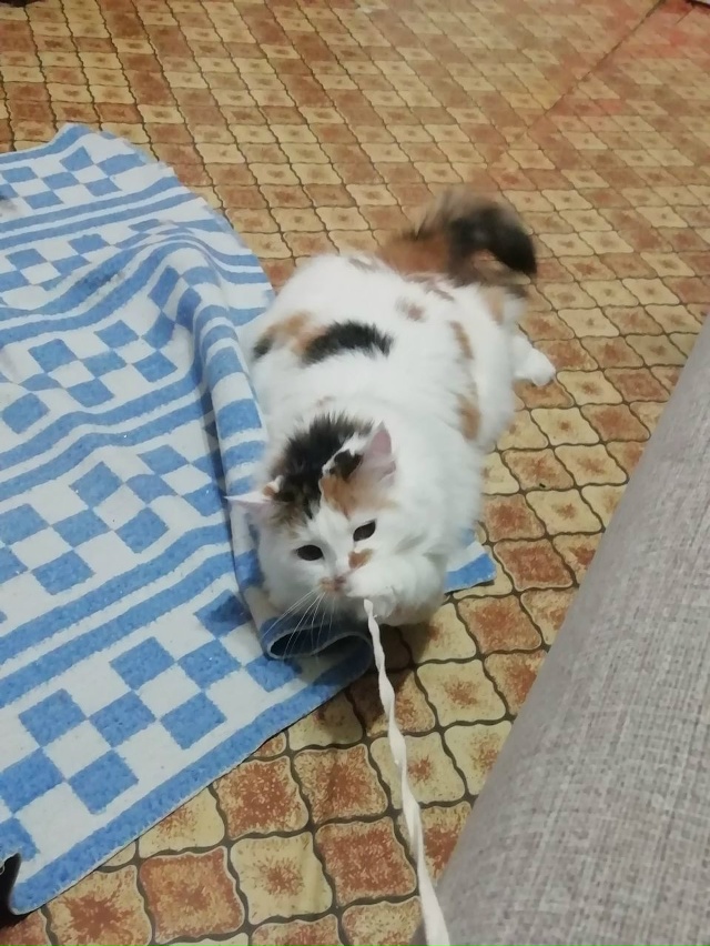 ПРОПАЛА КОШКА
(все ещё не найдена)
НАШЕДШЕМУ ДОСТОЙНО...