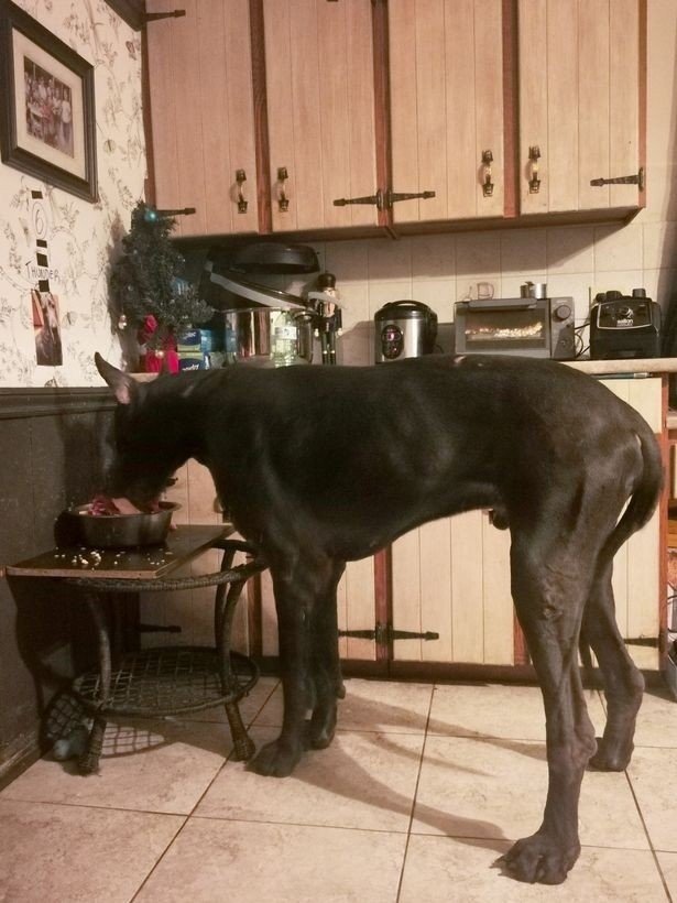 Немецкий дог по кличке Thunder (Гром) — очень большой маль?...