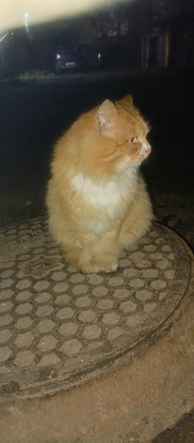 Чей котик, искали как-то похожего?