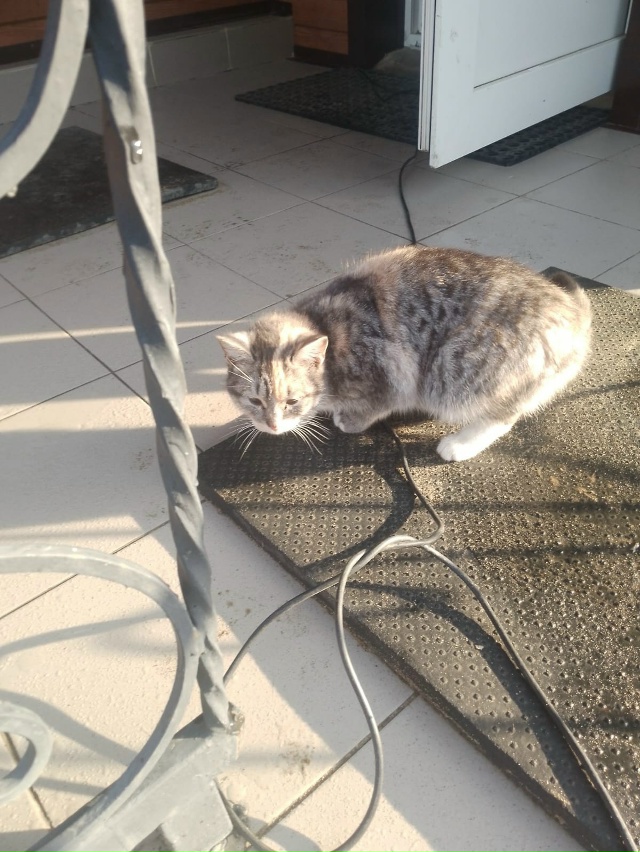 Чья кошка, видно что домашняя, ручная
Находится на Юбил...