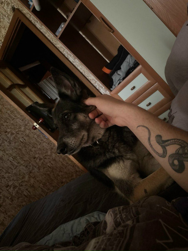 СРОЧНО!! ПОЛ ЧАСА НАЗАД УКРАЛИ СОБАКУ У АШАНА! ОТВЯЗАЛИ ...