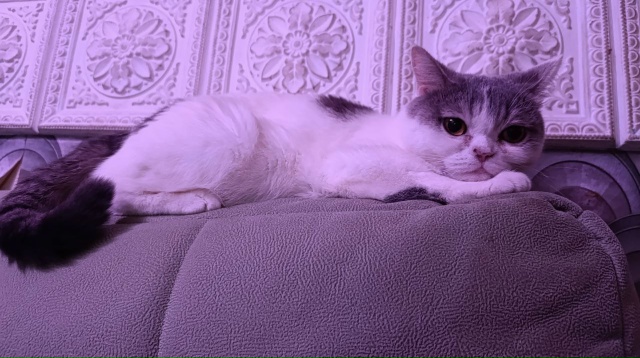 Пропала кошка
Кличка - Люся
Пол:Женский
Пропала приме...