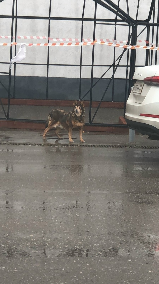 🥺 Пропала собака, зовут Дина
Живет в районе Руси, втор...