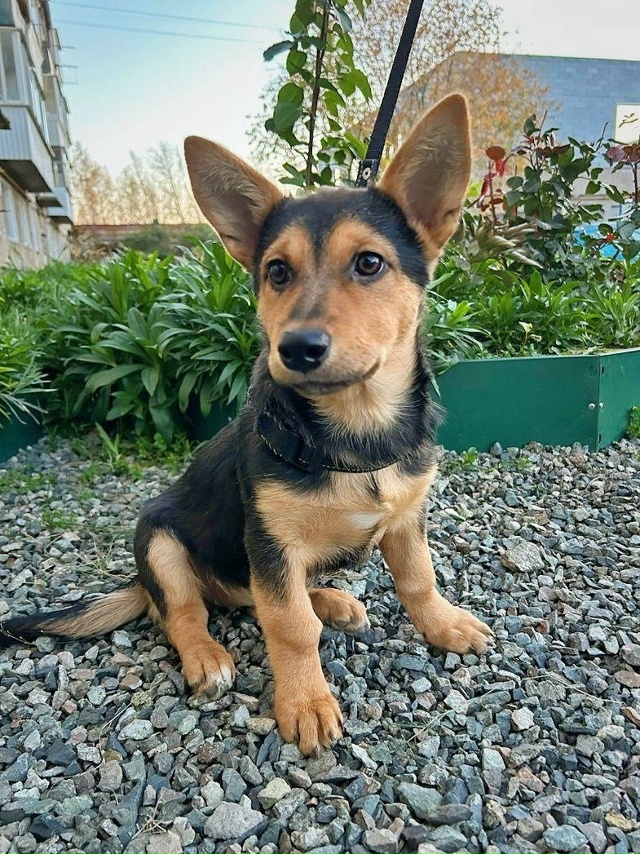 Ищет добрые ручки девочка, 4 месяца. Была подобрана на у...