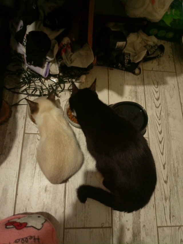 Нашли этих котиков на автовокзале в сторону Куйбышева,...