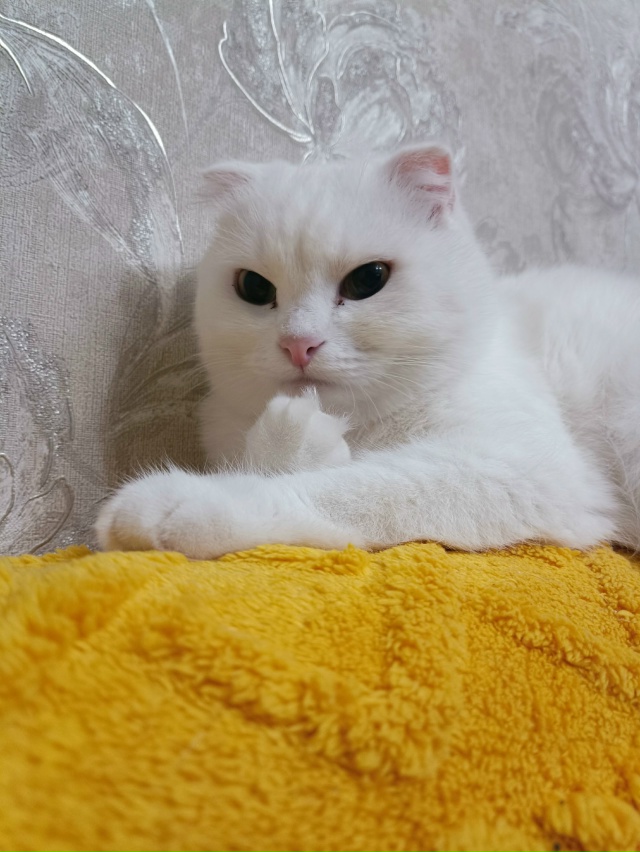 Белочка шутить не любит).