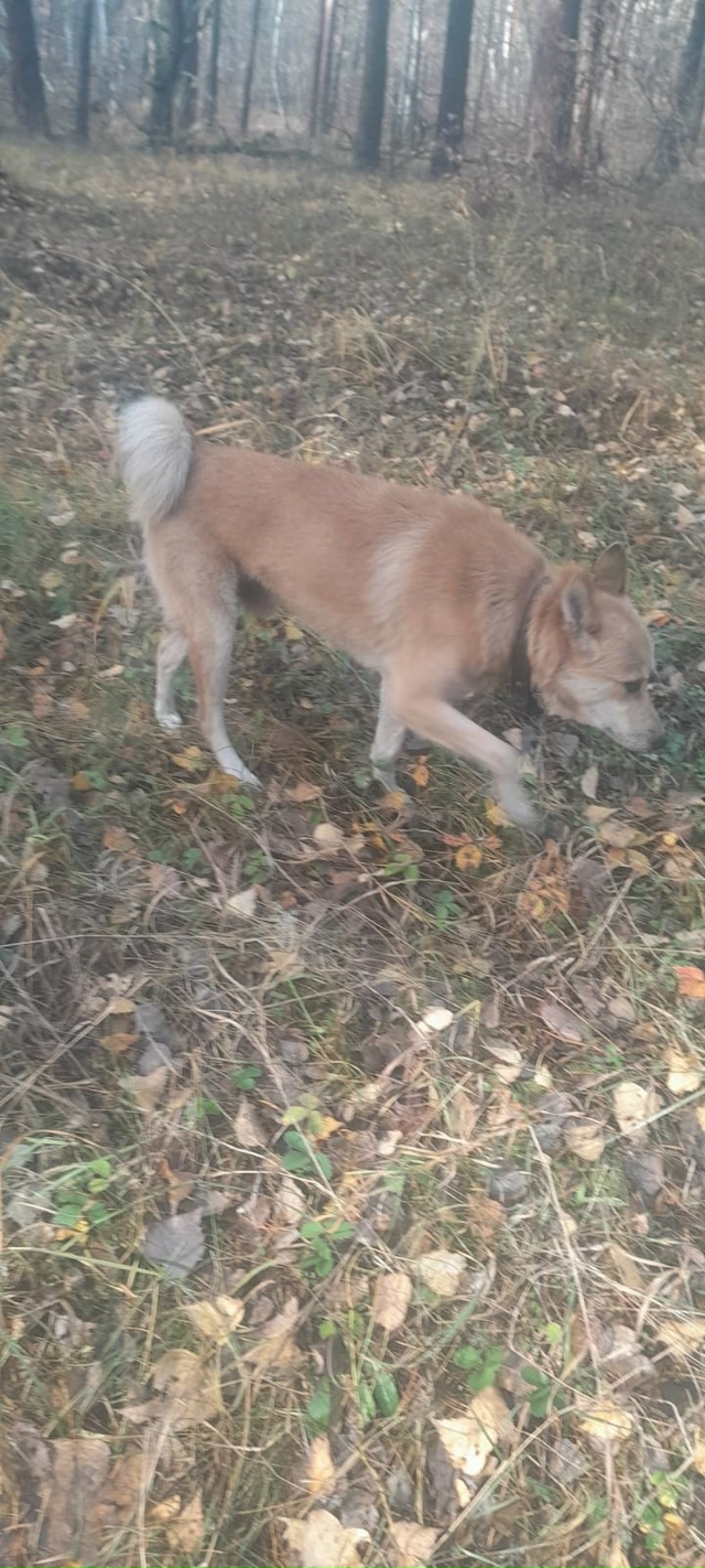 Сегодня, после обеда, на окраине Бузулукского бора, за ?...