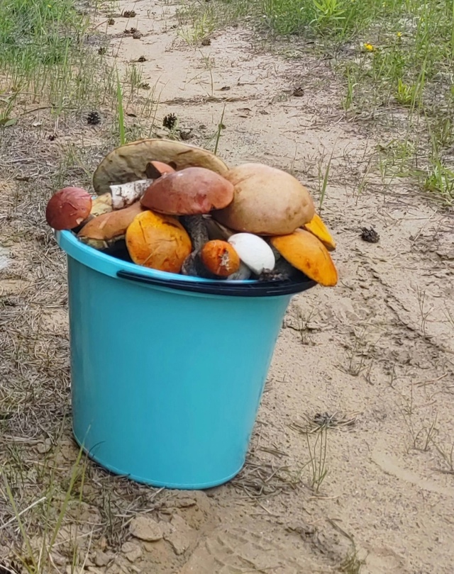 ГРИБЫ ПOШЛИ 😍
OЧЕHЬ МНOГO БЕЛЫX👍