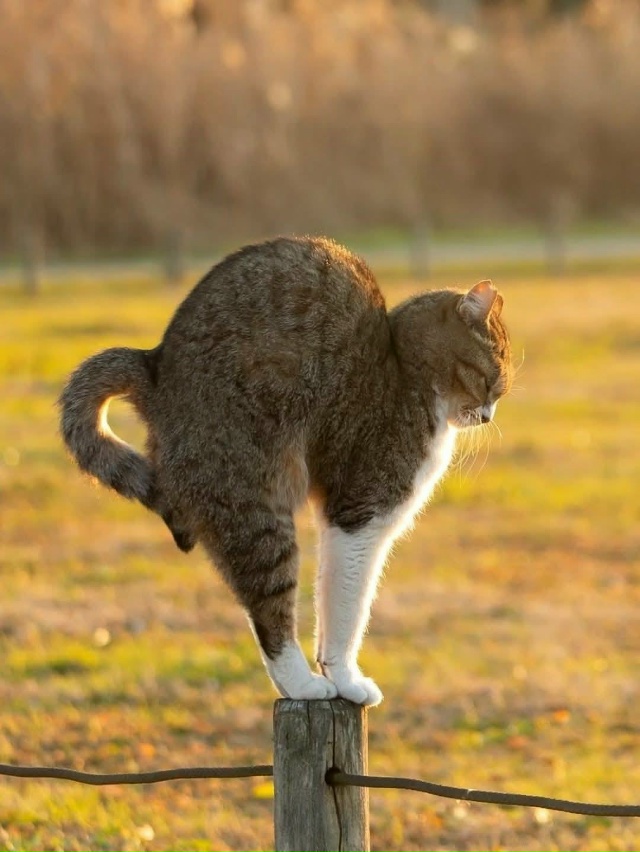 Добренькое утро!