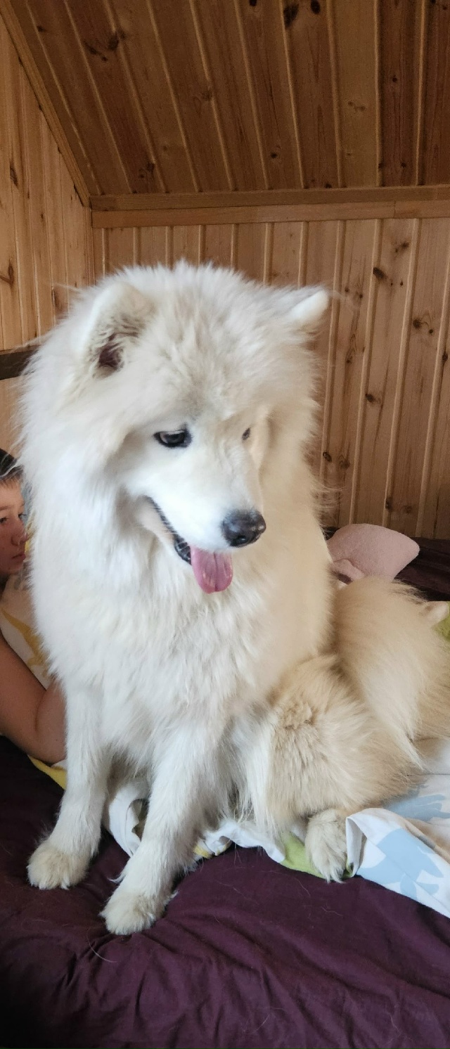 Потерялась собака по кличке Чика породы самоед. Белая, ...