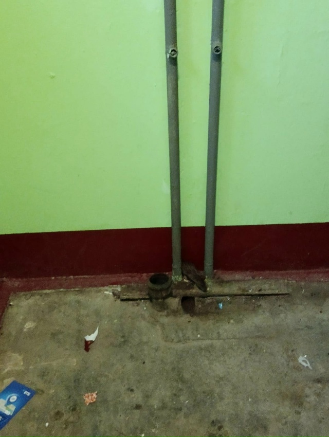 Крыс становится всё больше. Волховский проспект 55 под?...