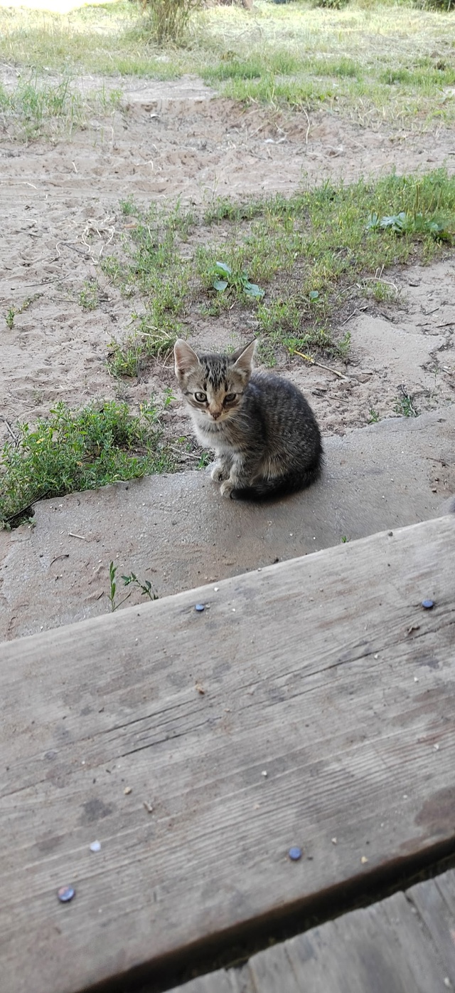 Малышам нужны хозяева, живут на улице с мамой. Дымчатый...