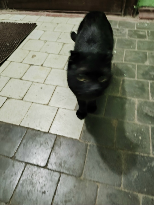 Добрый вечер, найдена кошка чëрная, вислоухая, возможн?...