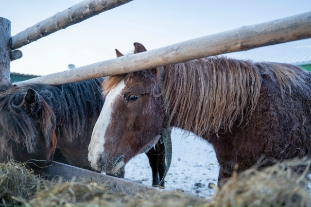Вы знали, что в Тельвиске есть прекрасный символ насту?...