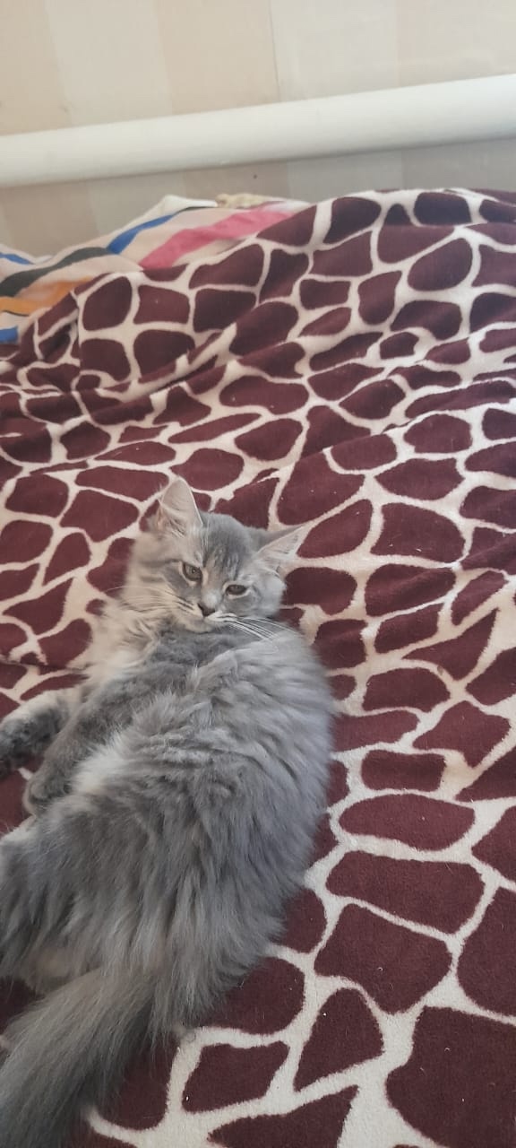 Одам 5 котят. 2 обычные, серый и черный мальчики 2.5мес. И 3...