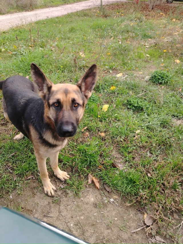 В добрые руки
Овчарка, 1,5 года
89693053806