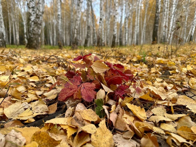 «Бузулукский бор» впервые попал в ТОП-10 самых посещаем...