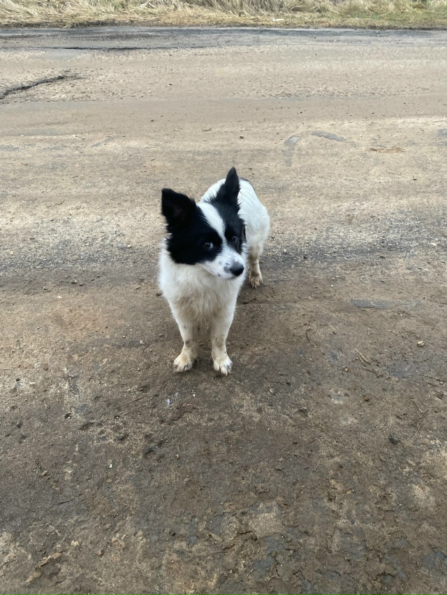 Доброго времени суток✨
Чья собачка?
Бегала и ждала на ?...