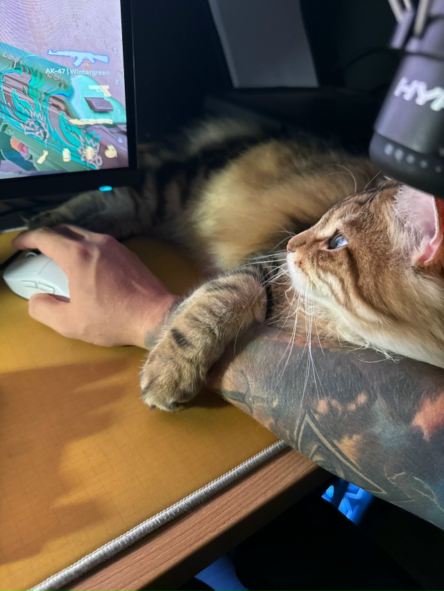 Феликс.
От него отказались, мы забрали)
8 месяцев, а он у...