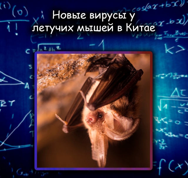 В Китае нашли десятки новых вирусов у летучих мышей — ?...