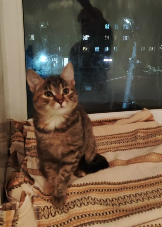 В поисках дома и добрых рук кошечка. Возраст 3 мес. Очен?...