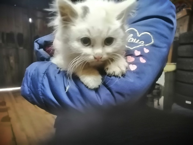 Чей котенок? Пришёл к нам в гараж и не уходит. Не ручной,...