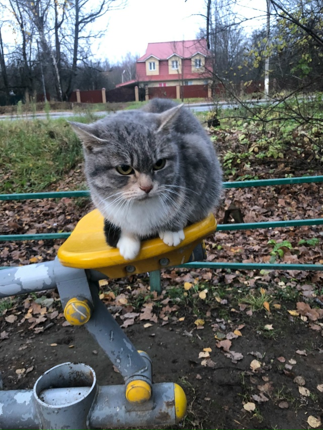 В деревне Татариново появилась вот такая кошка, трехцв...