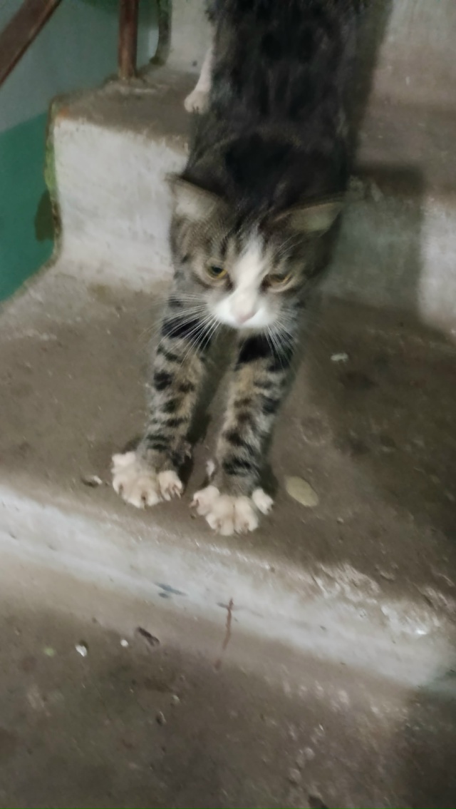 Молодая кошечка месяца 3-4, с очень красивым окрасом и с?...