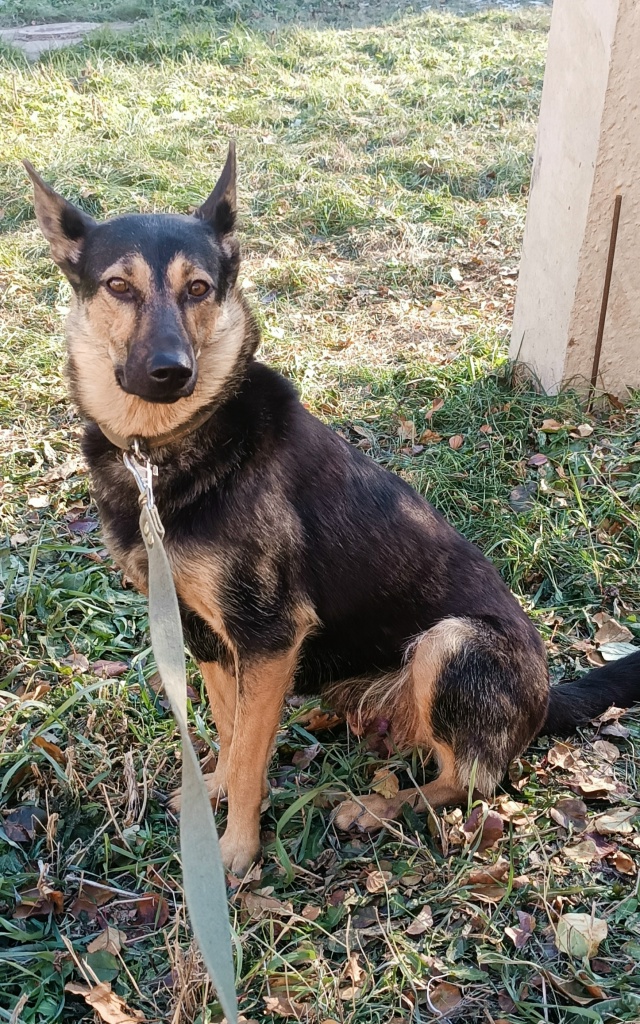 Пристраивается красивая собака Берта в ответственные...