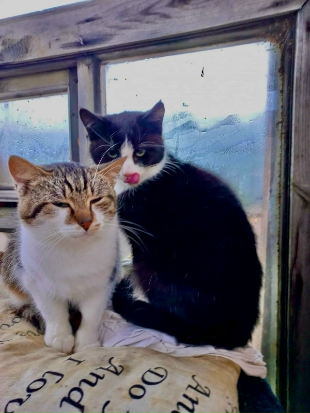 🐈 Парочка молодых котиков от года до двух лет в поиска...