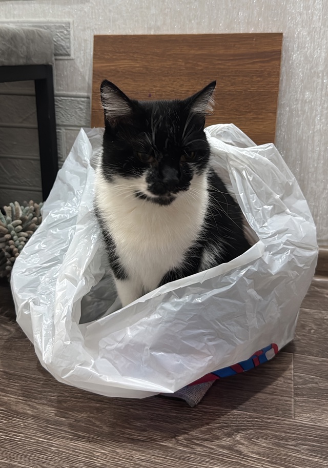 Мое кошачье семейство 😁 Митя , Сёма, Белочка, Белёк, Со?...