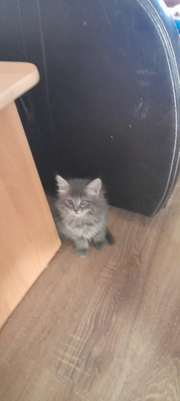 Одам 5 котят. 2 обычные, серый и черный мальчики 2.5мес. И 3...