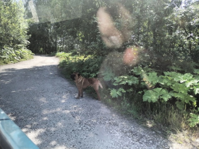 Около мусорных контейнеров д.Сапаниха бегает агрессив...