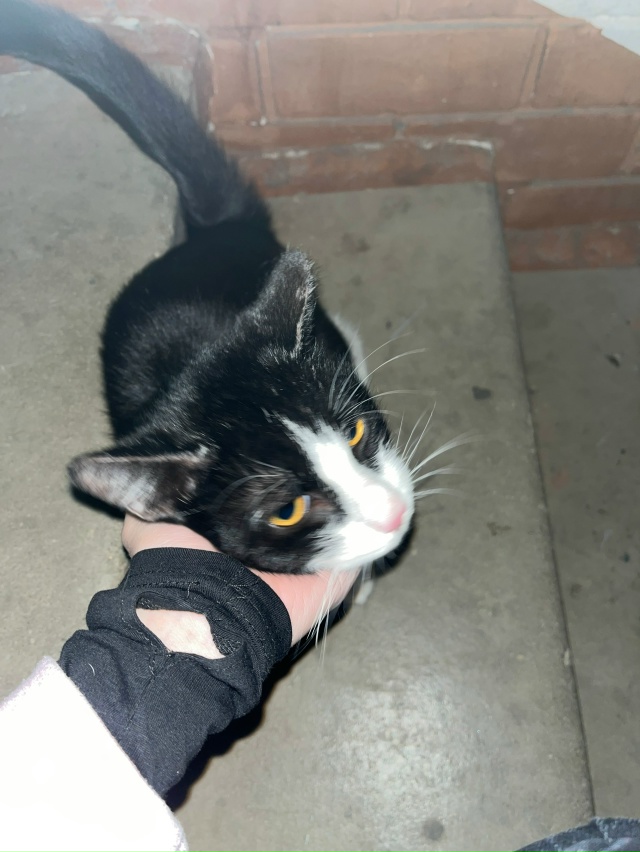 Потерялся кот. Такой ласковый, нашла на улице Россихин?...