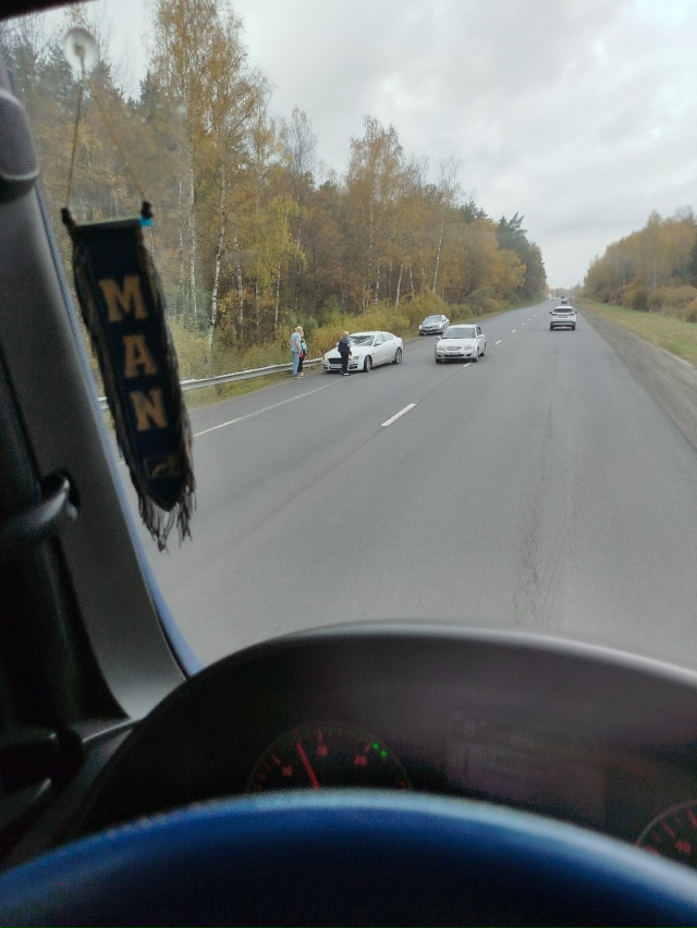 У лесного вроде лося сбили