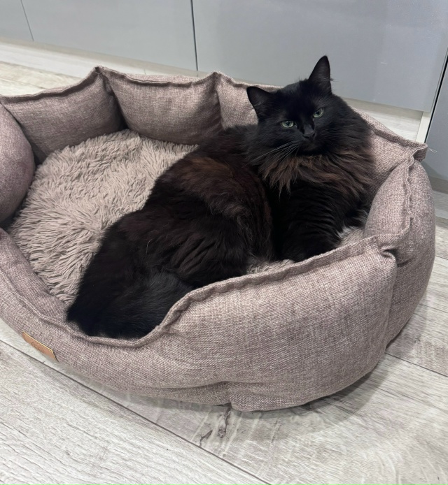 Если вам надоело быть хозяином у себя дома, заведите ко...