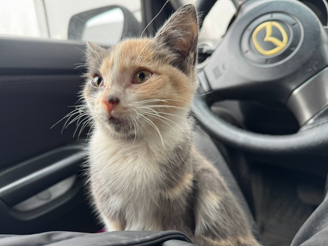 Прошу пристроить котенка, девочка
Ласковая, сама проси...