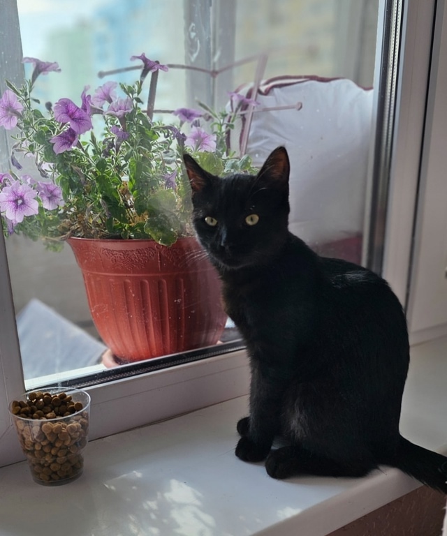 Ласковый котомальчик ищет себе новый дом ❤🐈‍⬛
Мал?...