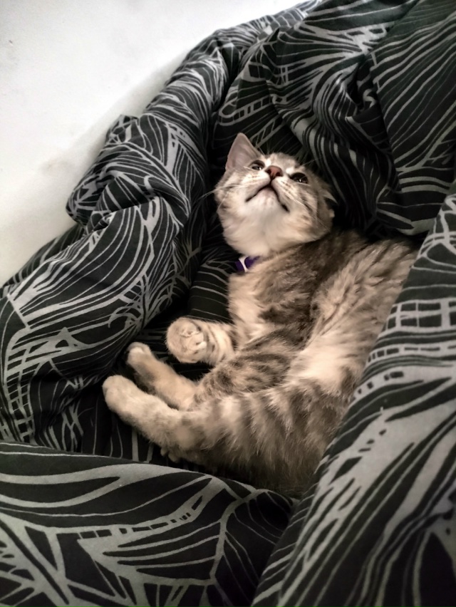 Не #мявстерская
Абрикоська